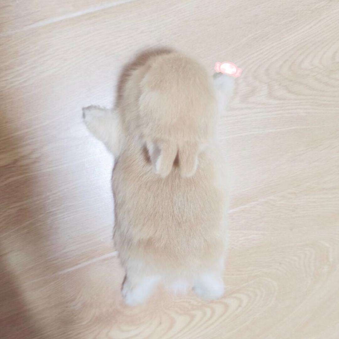 Unico
