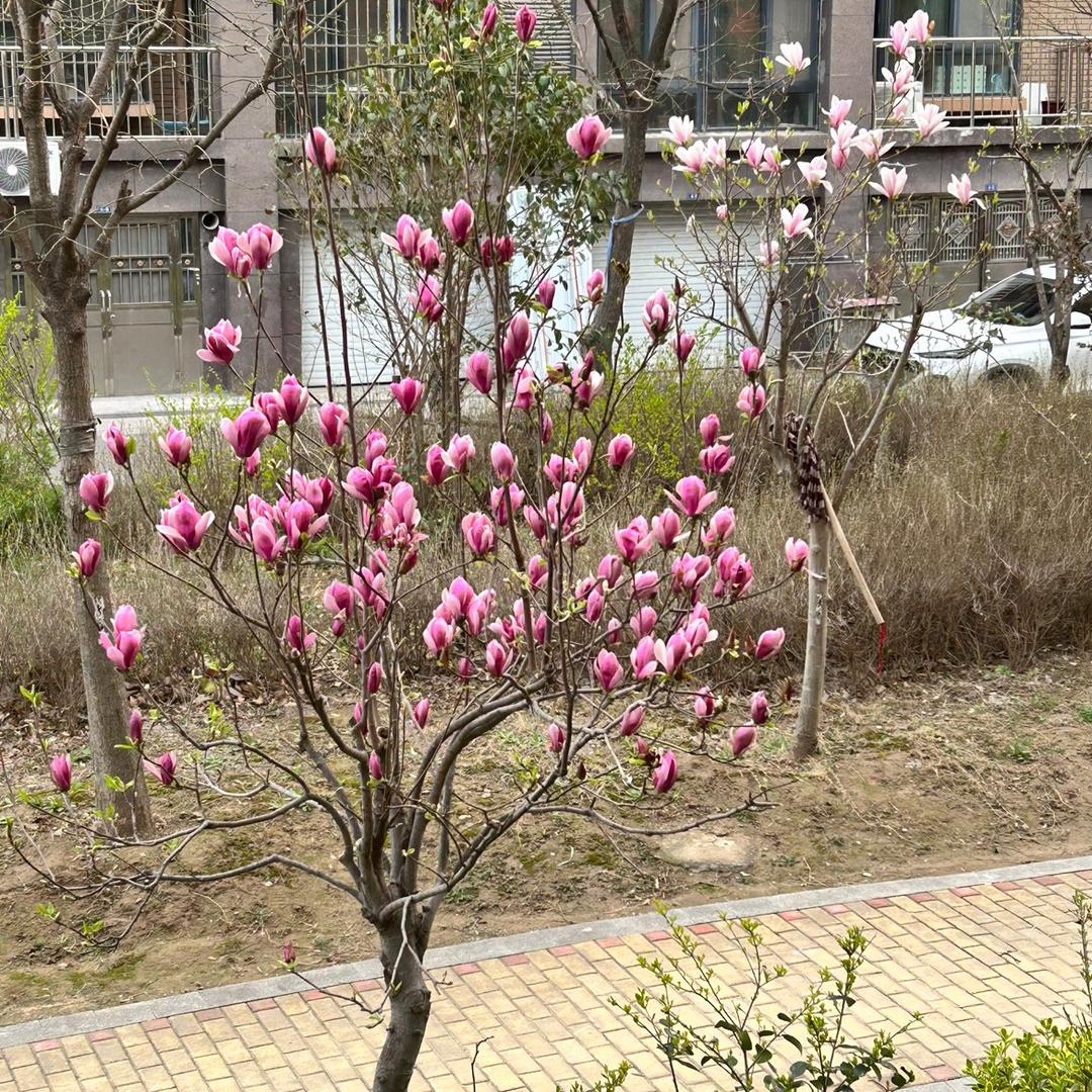 申