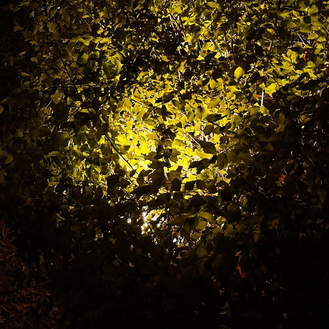 十点半吃菠菜头像