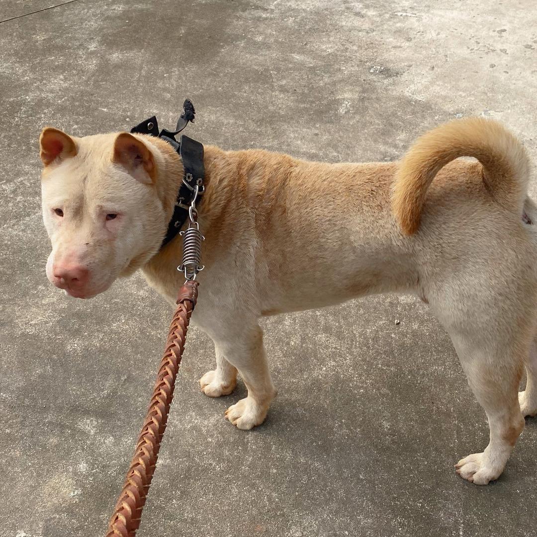 中华田园犬纪实