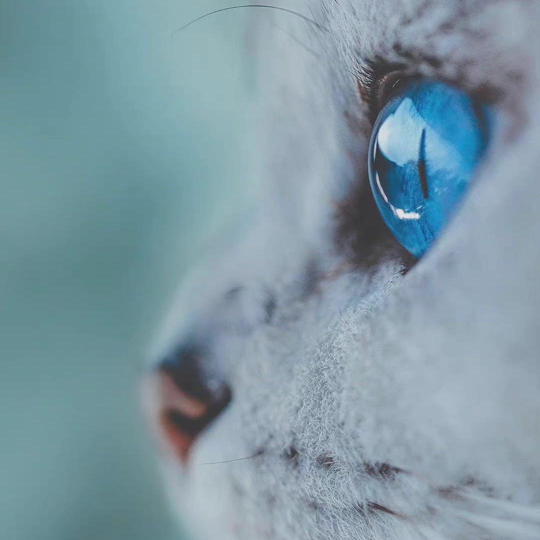 油猫