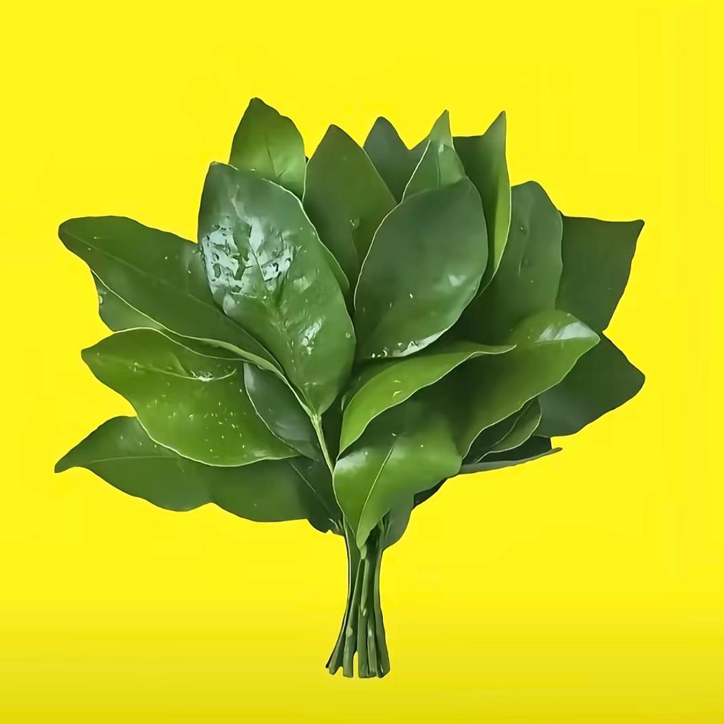 小狐狸模特