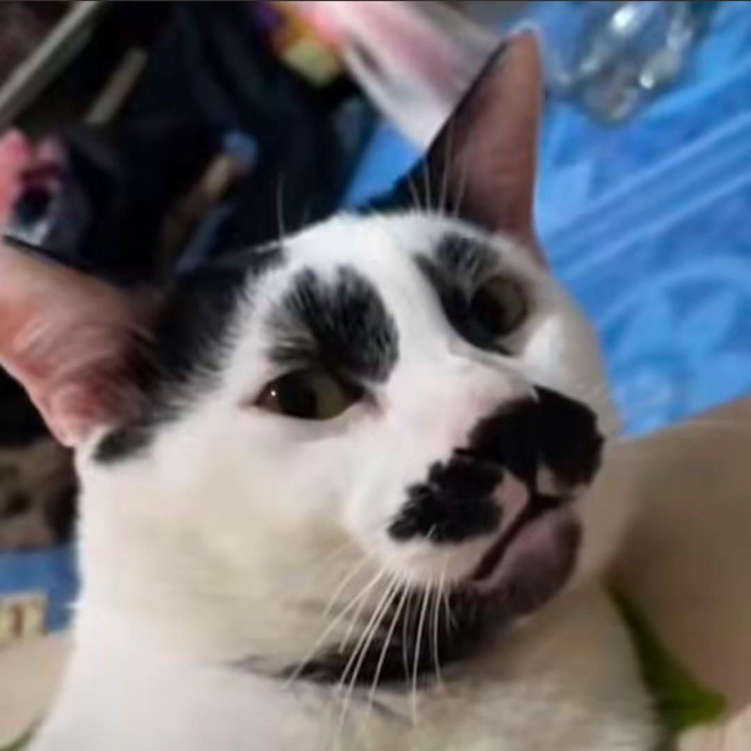 安笙