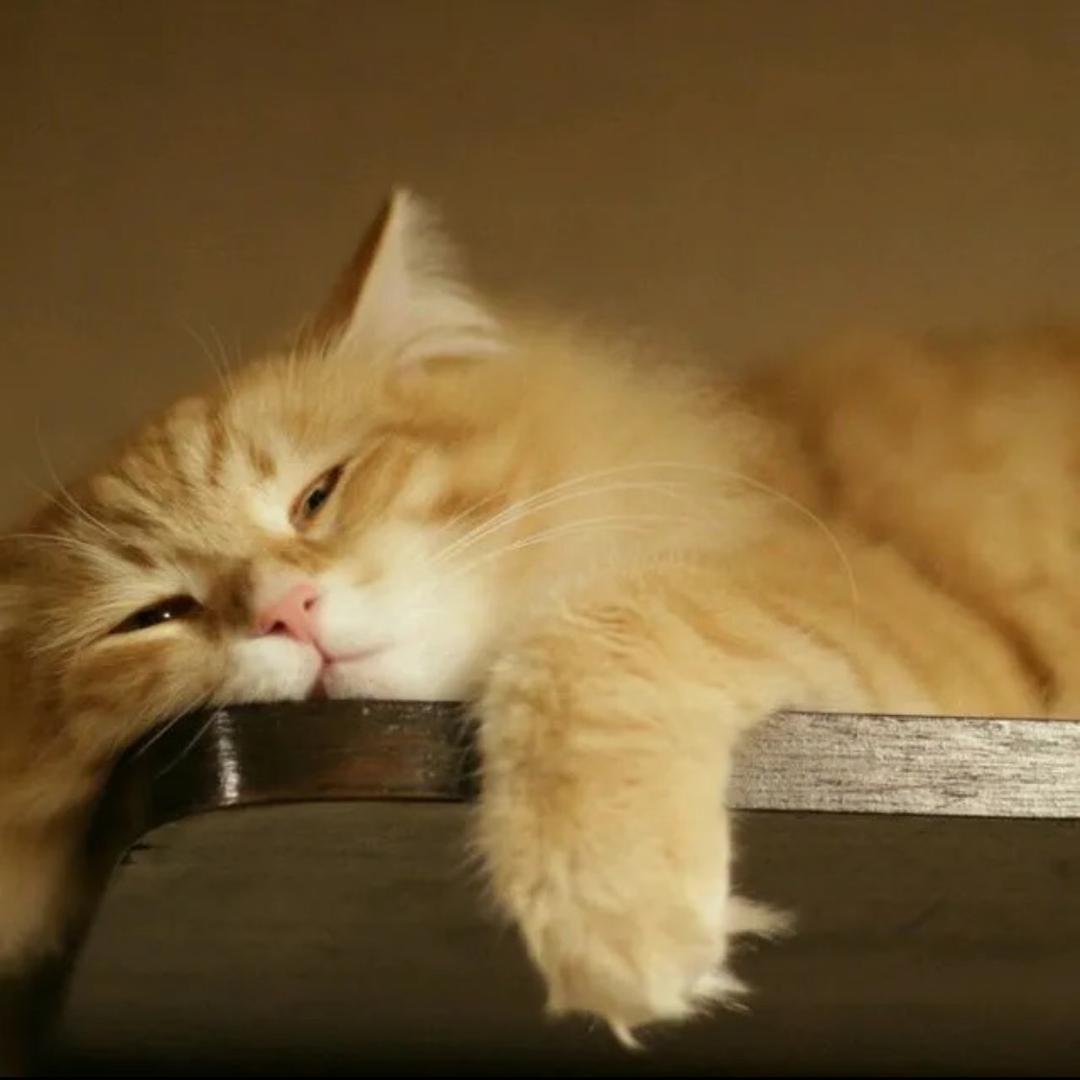 流浪猫