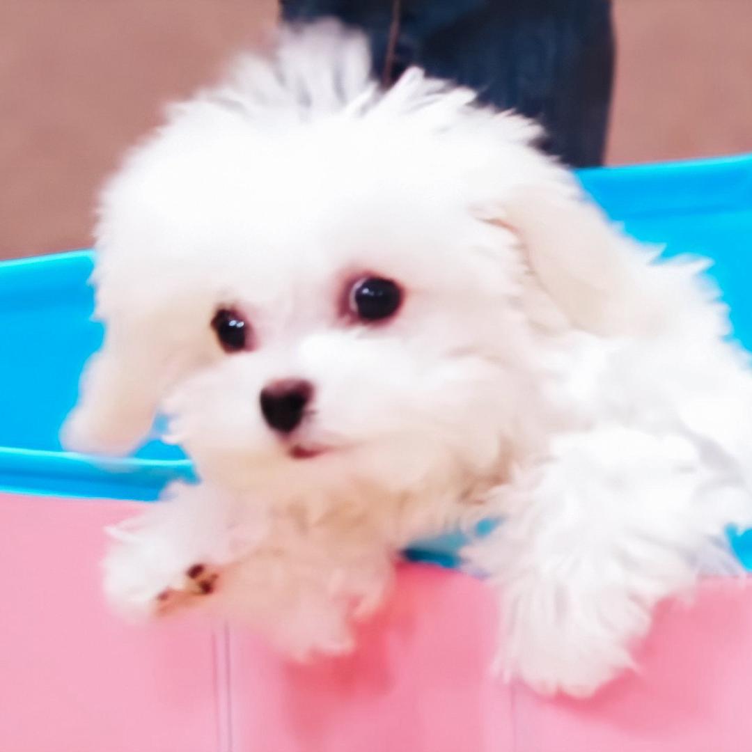 饼饼