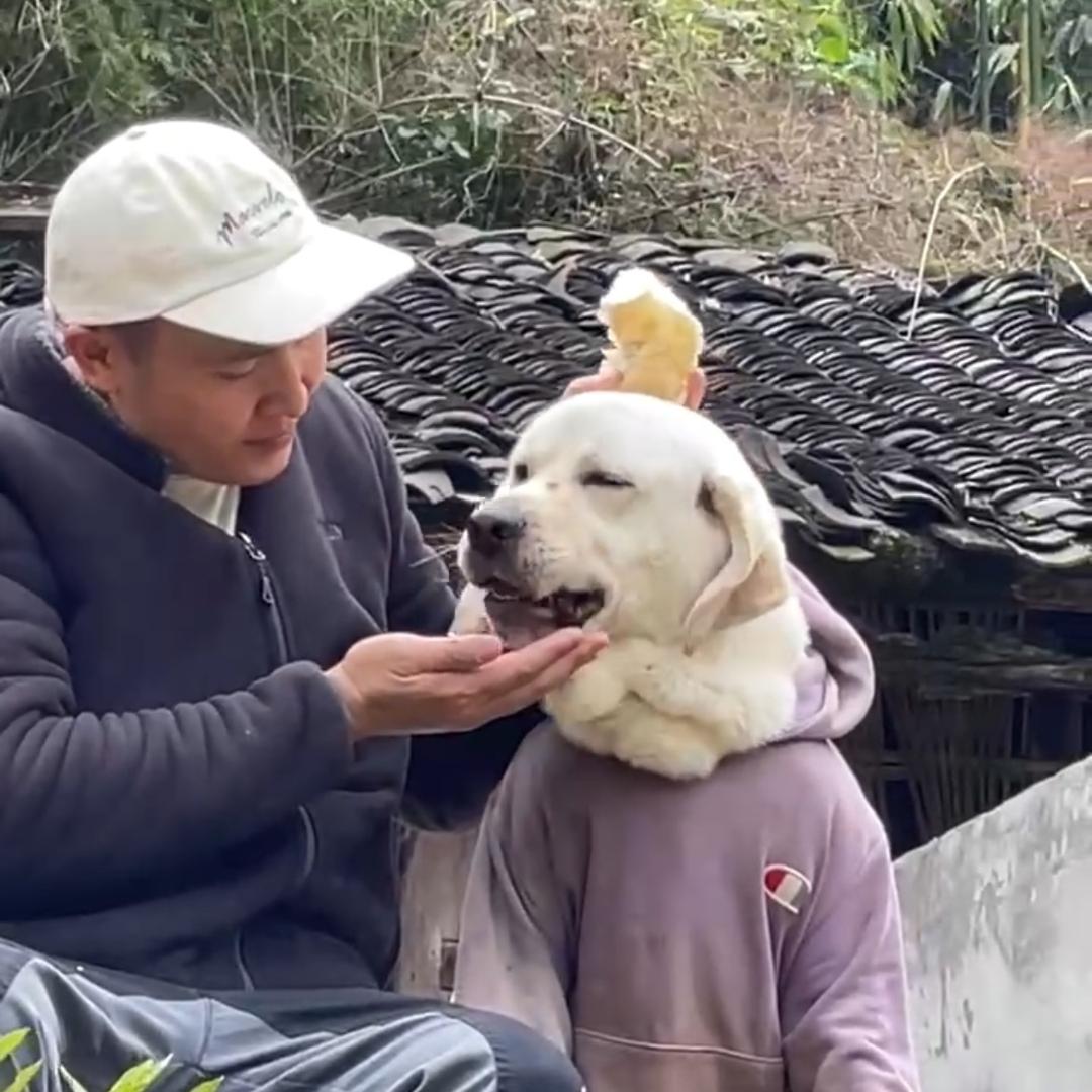 千红宠物小宝