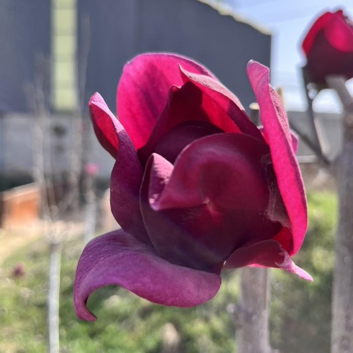 新品三季开花玉兰树1