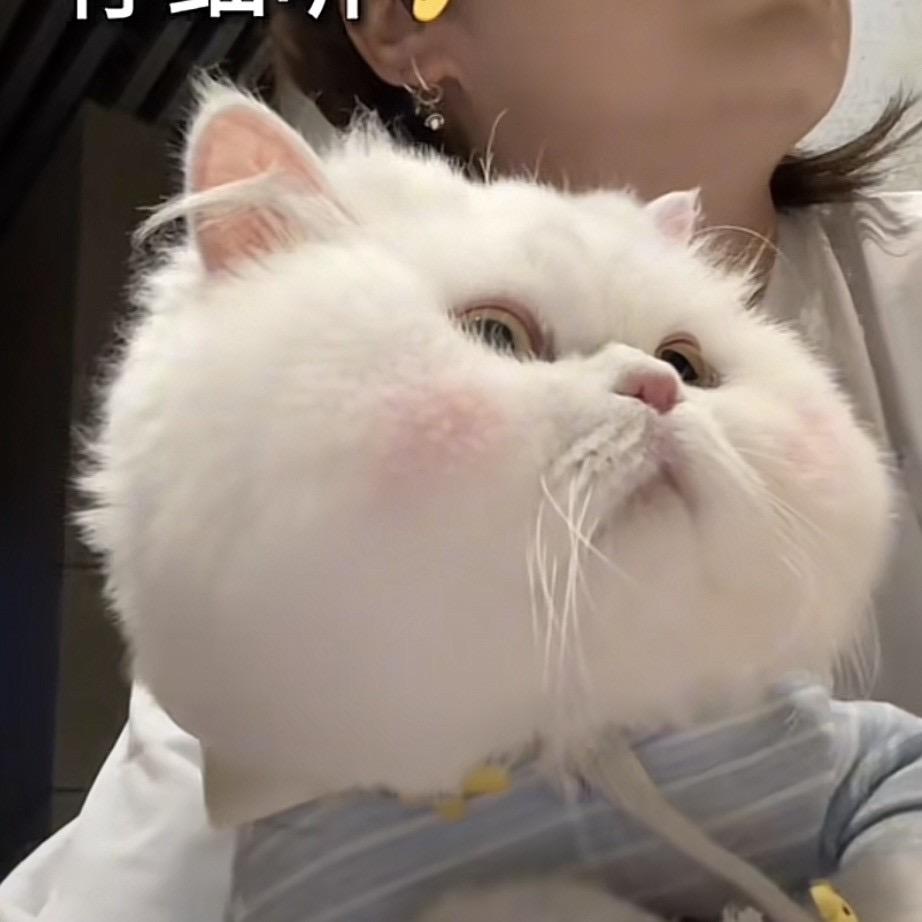 成文理二胡学姐