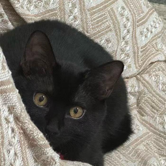 豹纹卷心菜🥬女士