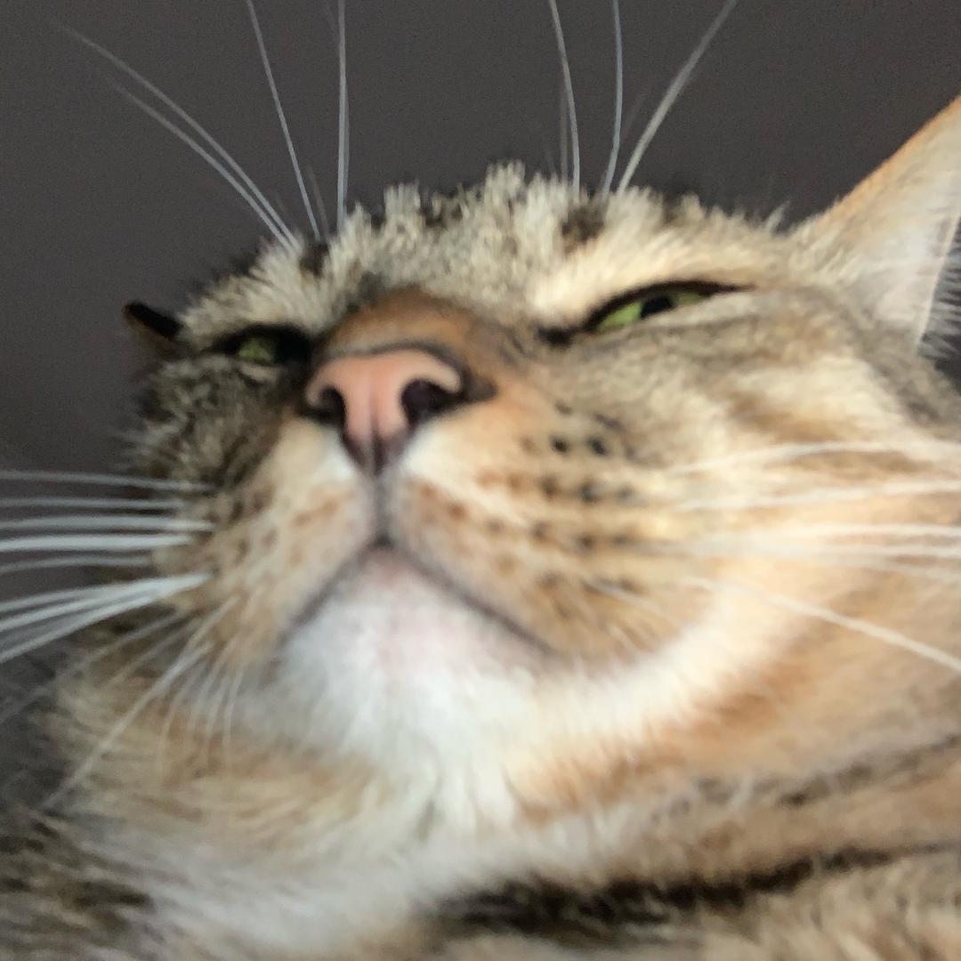 vv