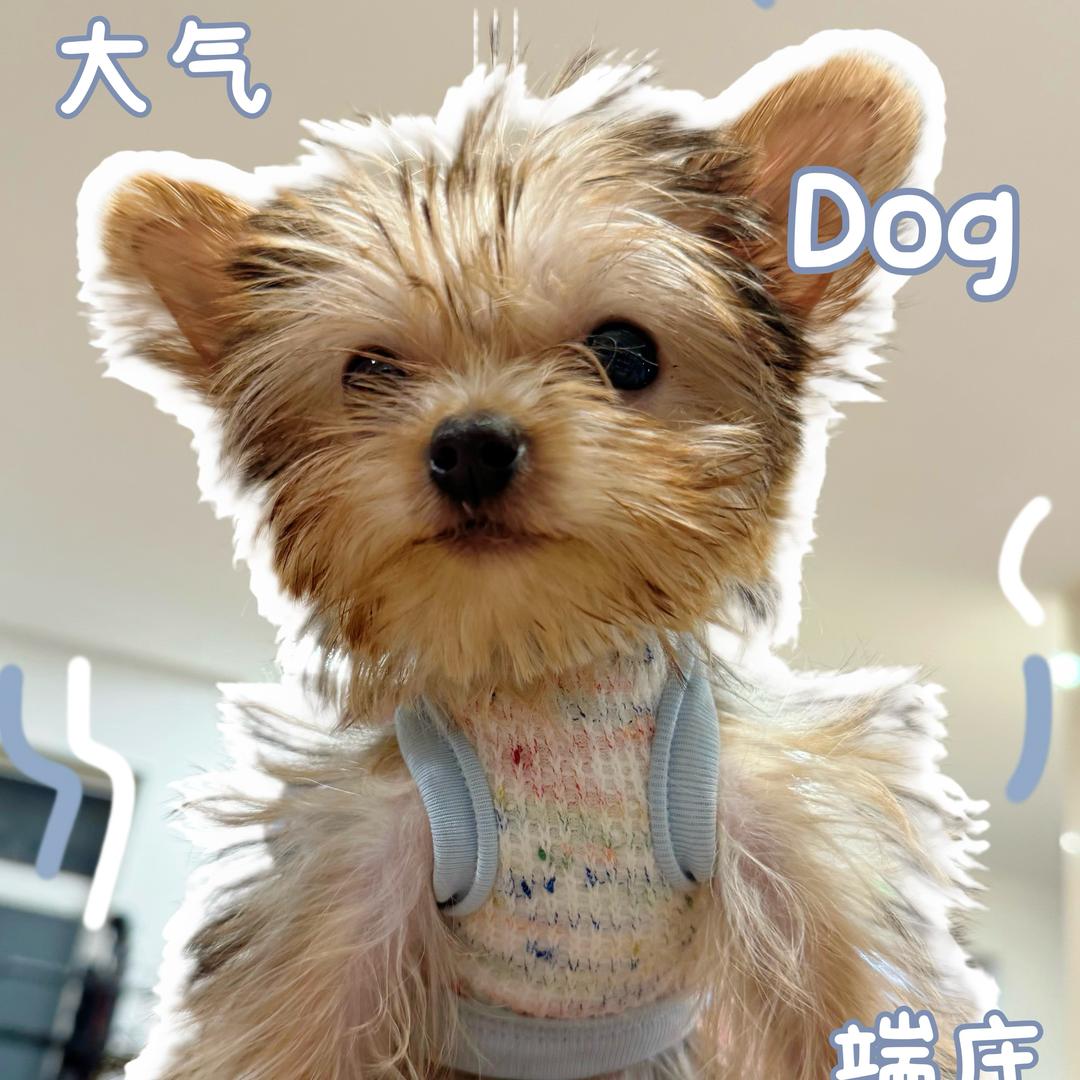 摩卡是只约克夏