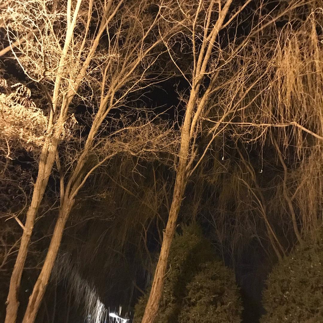 爱吃紫米年糕味的叶子🍃