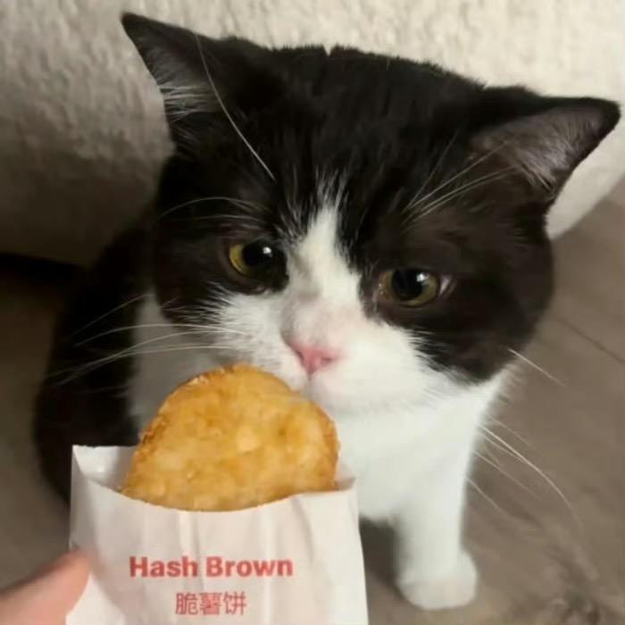 正社会废物小猫咪