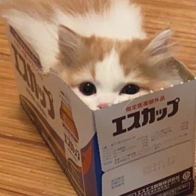 芝麻歪歪