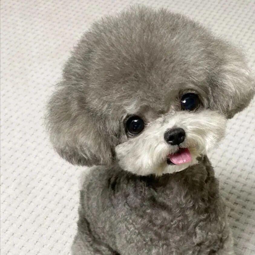 森森家（泰迪，泰迪熊）