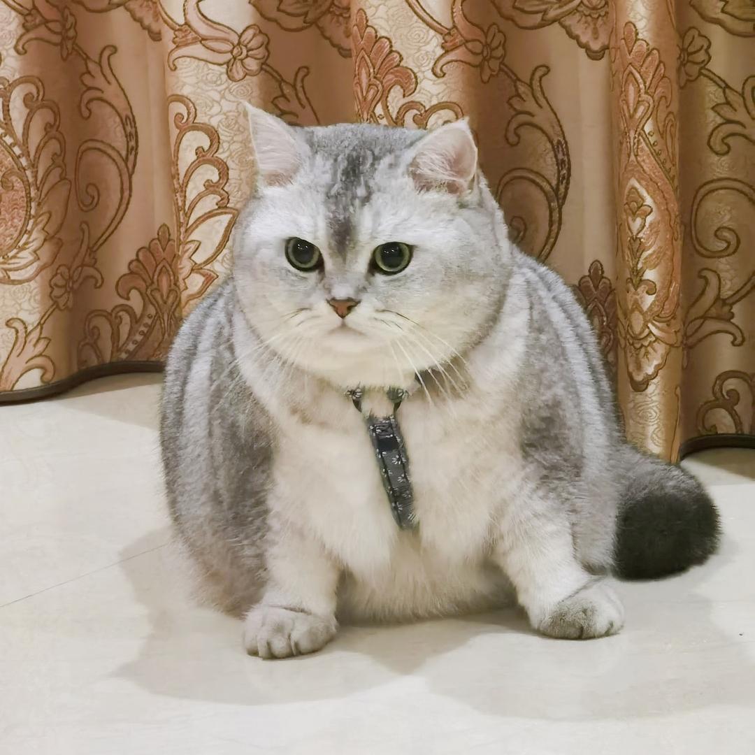 姚小姚