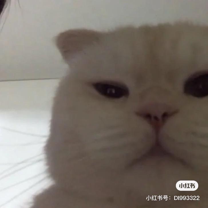 贵贵香猪