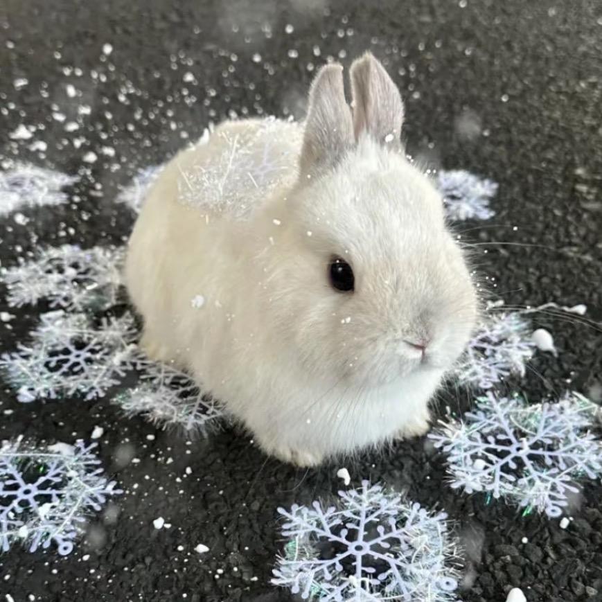 ZX-图图🐰