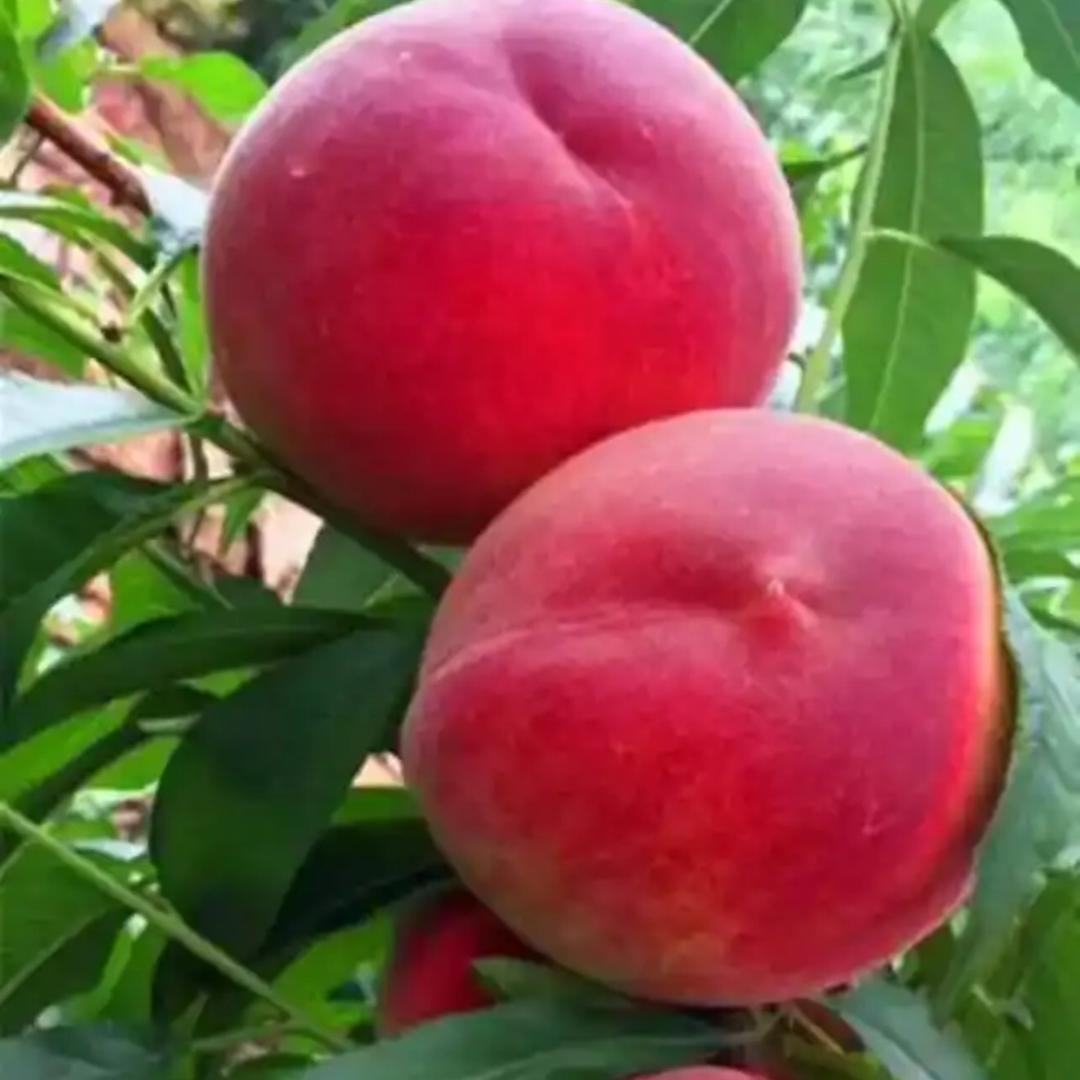 甜蜜蜜-金秋红蜜桃🍑