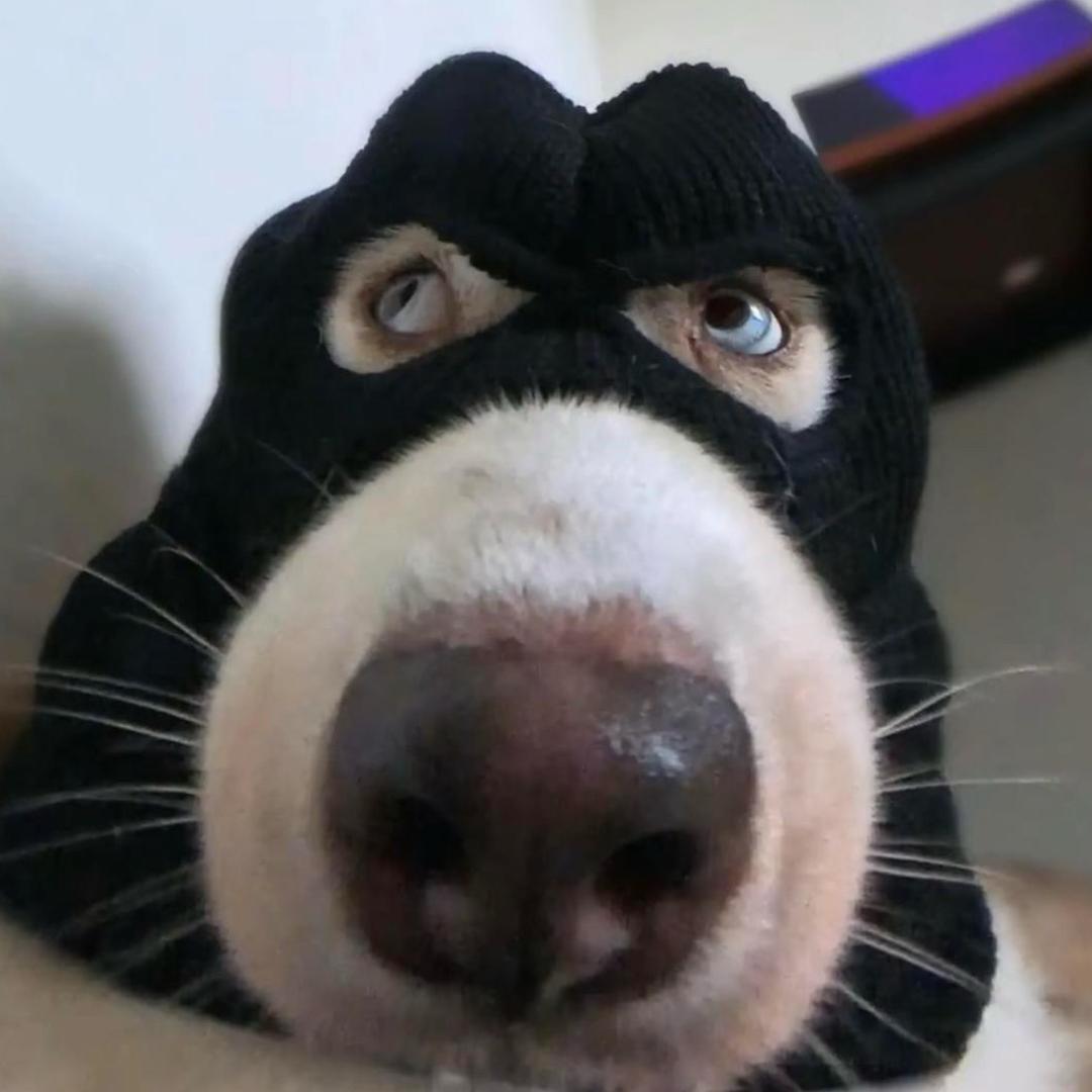 我家狗会打太极