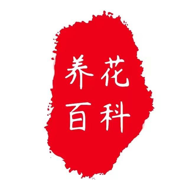 养花黄博士