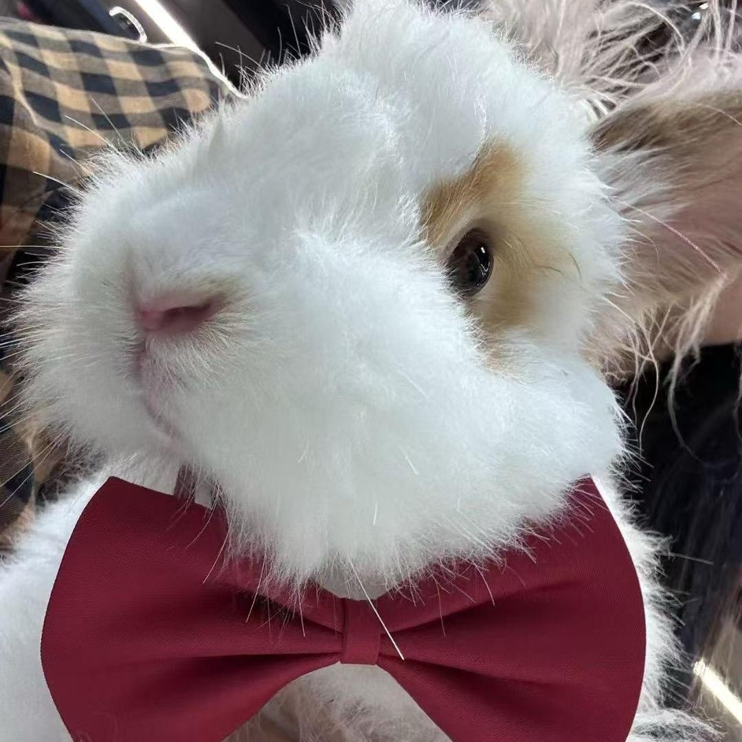 暴躁的兔子爱养鱼🐟