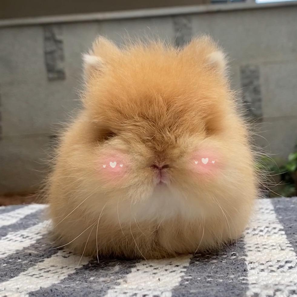 绘萌屋兔兔🐰
