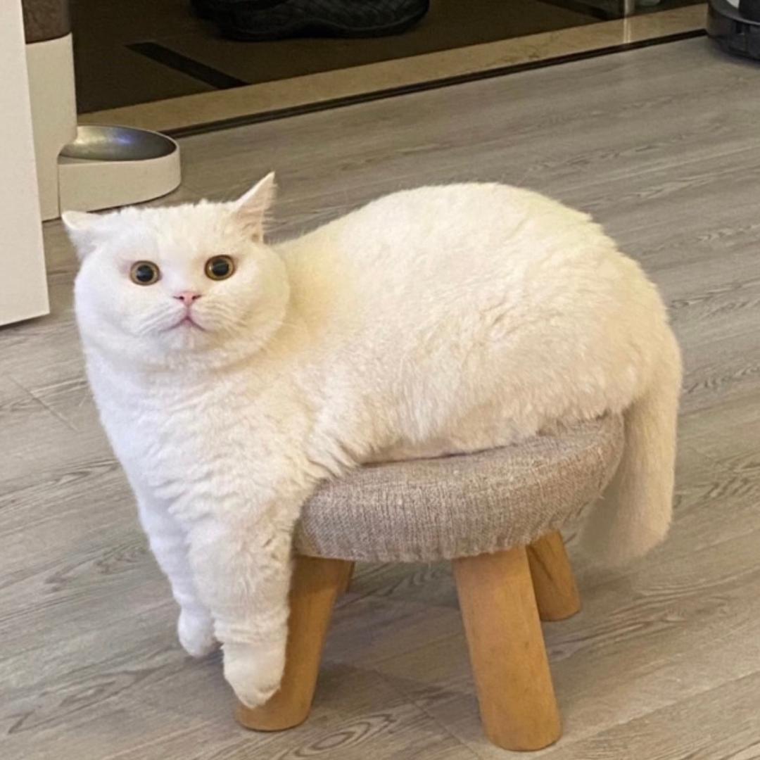 🧋珍珠奶茶不要茶