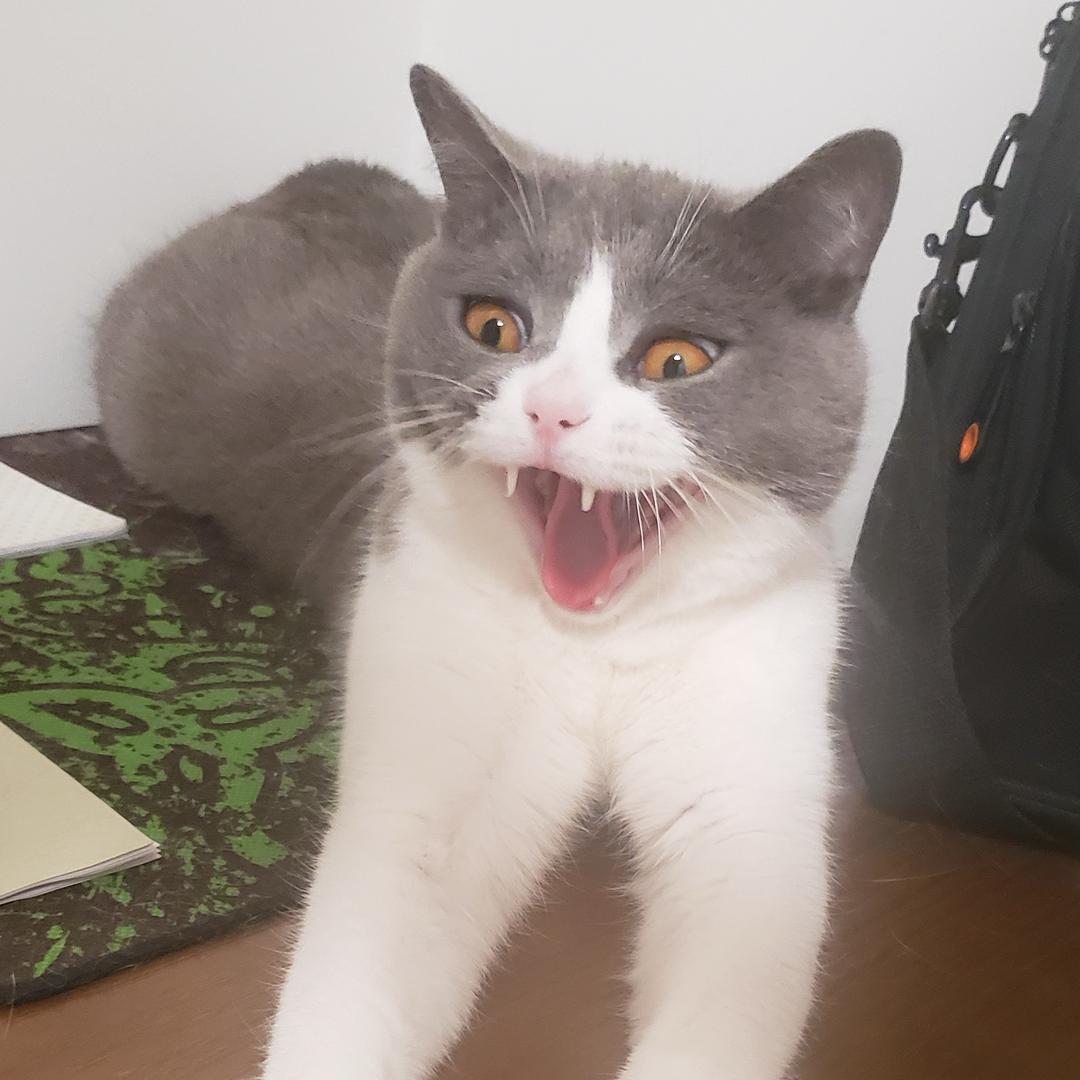 我梦见我有一只非常可爱胖乎乎的英短叫王爷