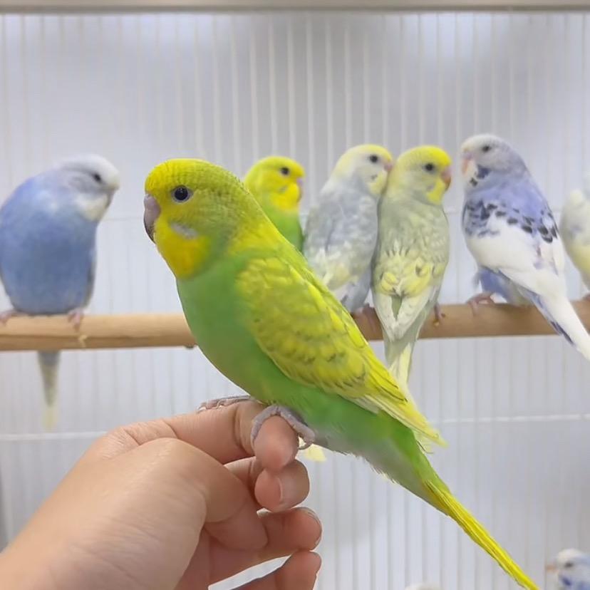 七彩鹦鹉训练营