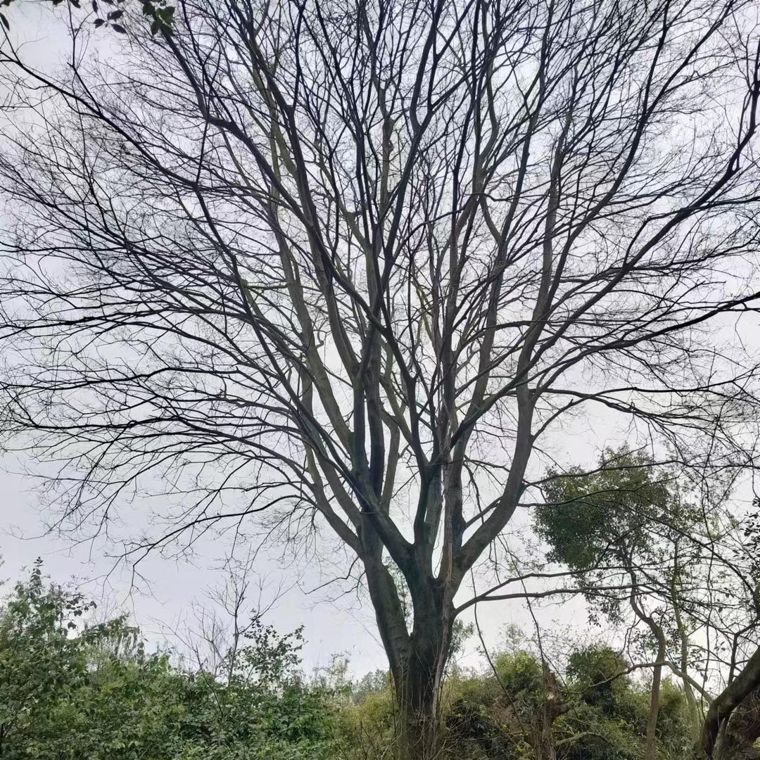小郑绿化