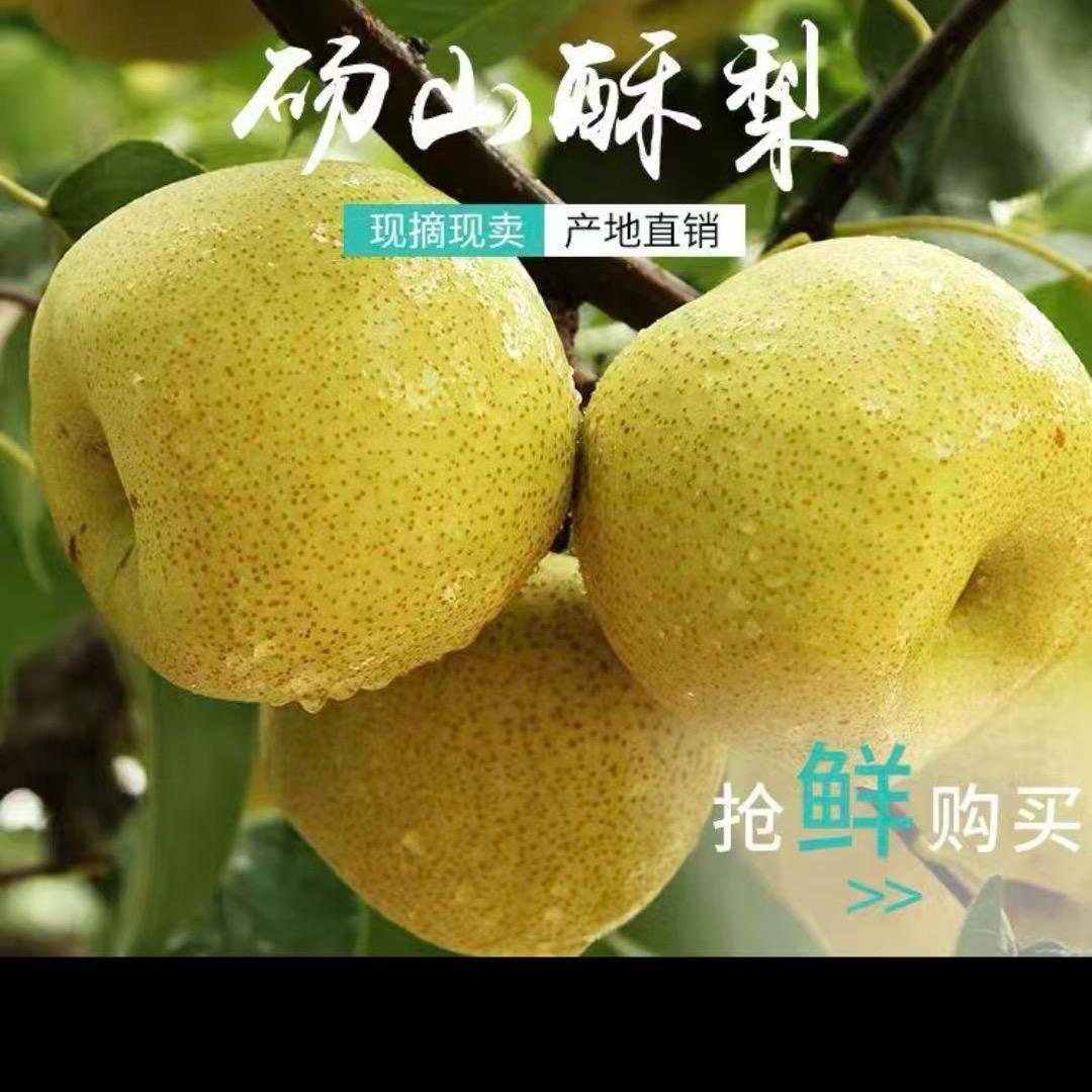 哲哲