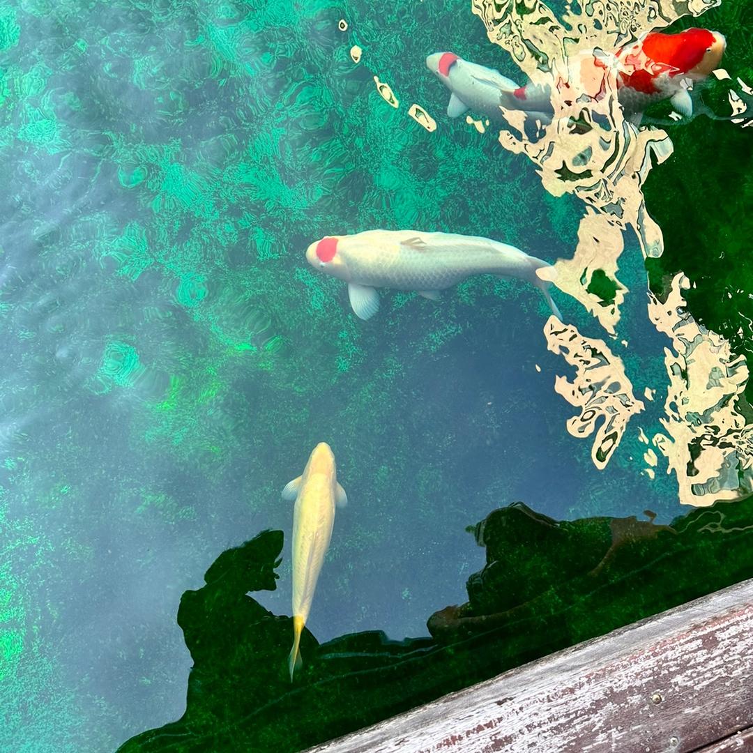 揪咪啾咪