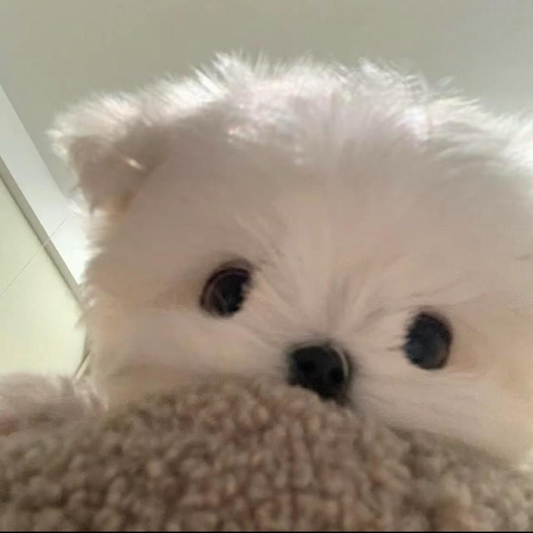 屿笙.