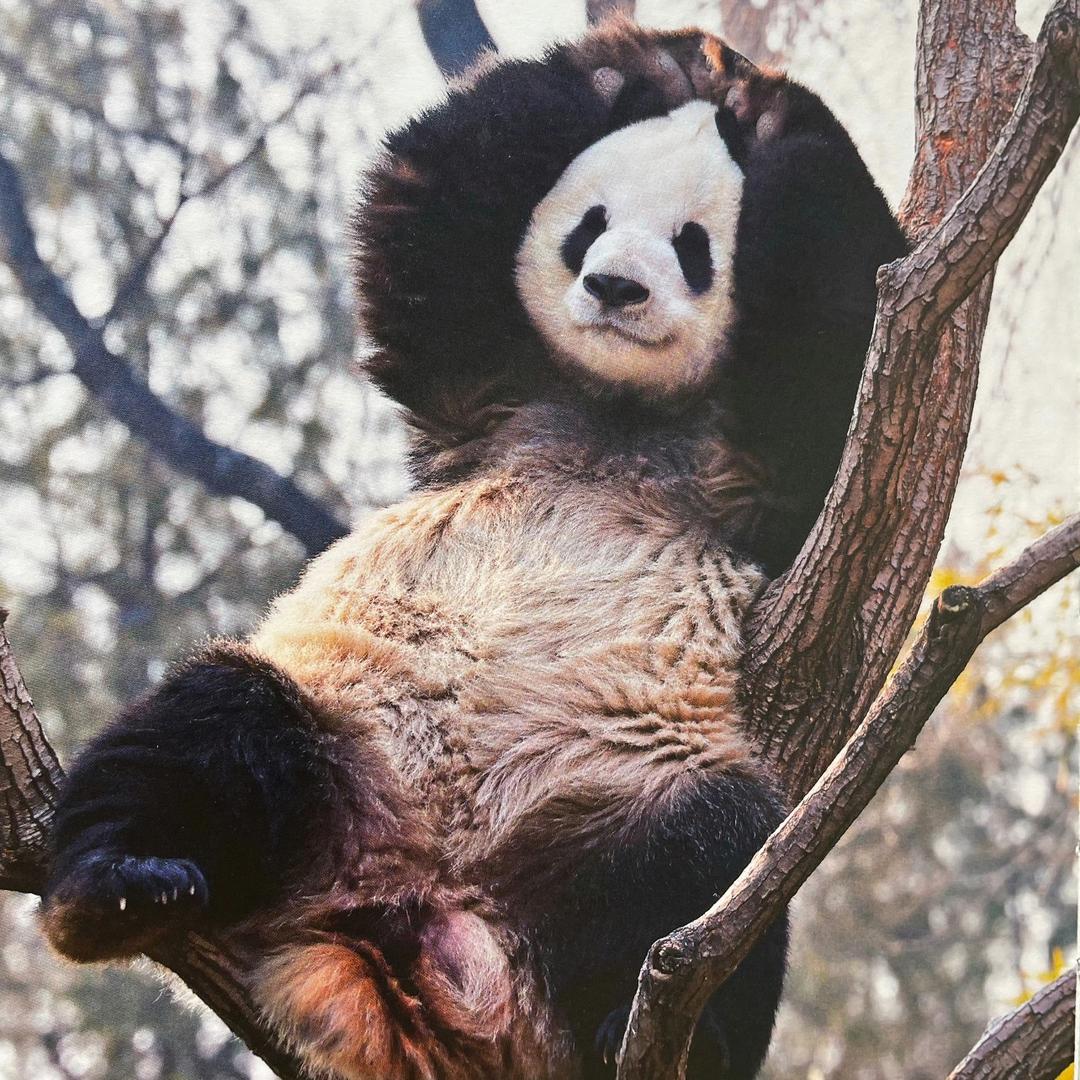 🐼可爱多