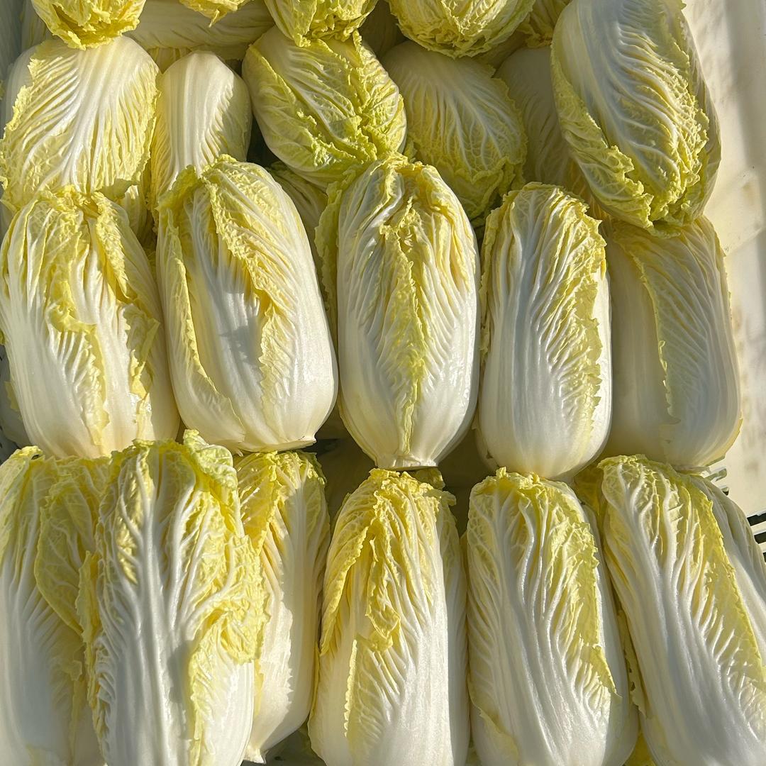 云南小朱精品娃娃菜