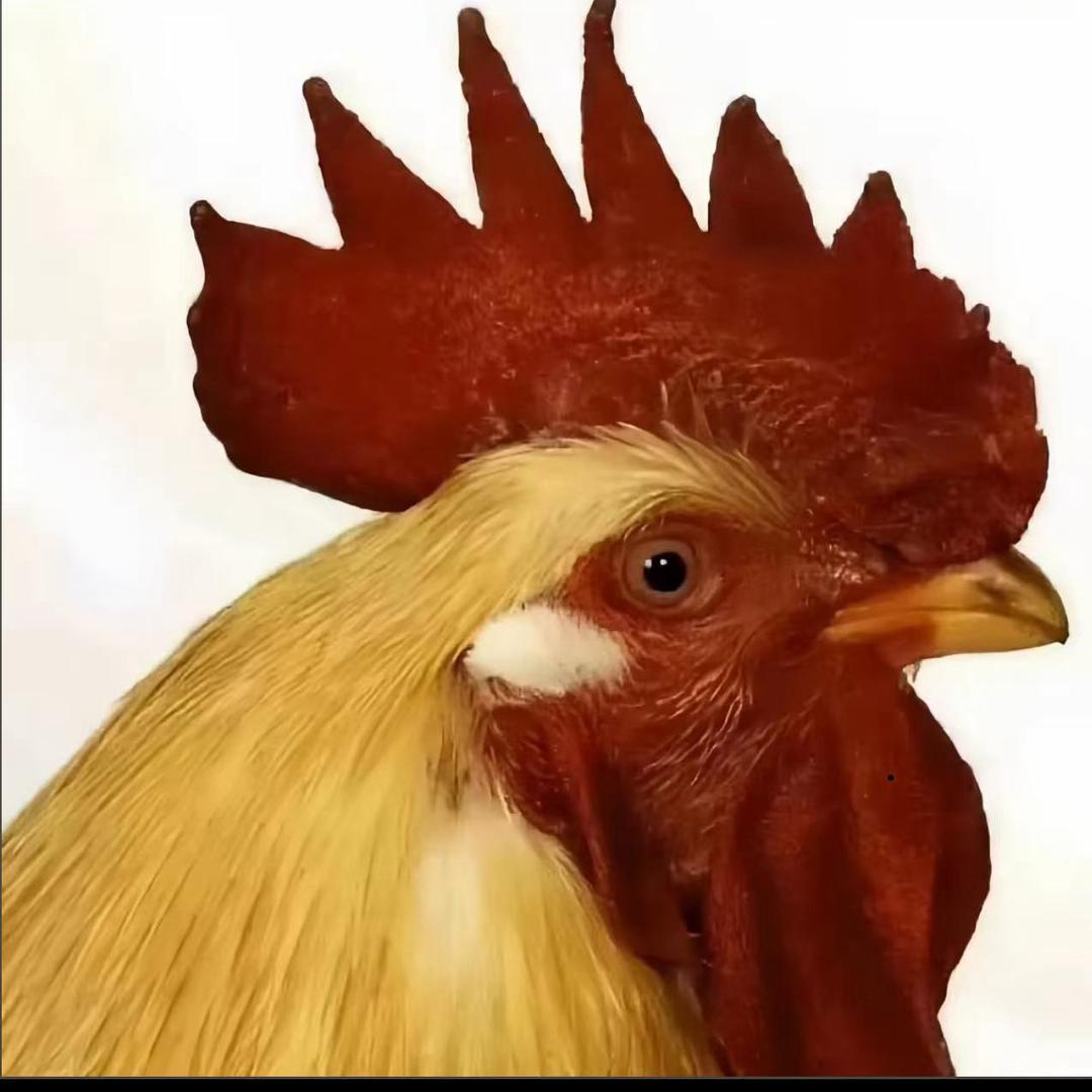 讲真