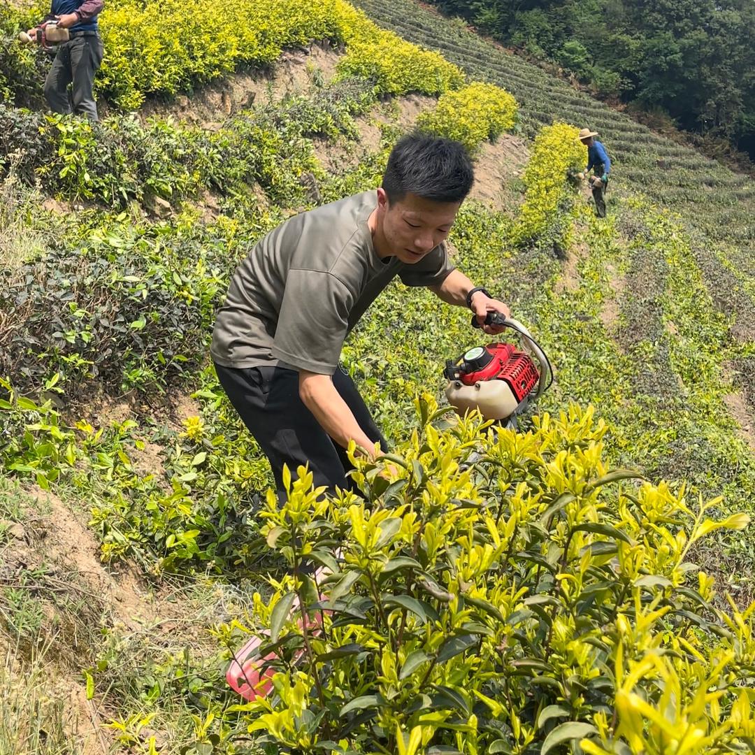 浙理白茶