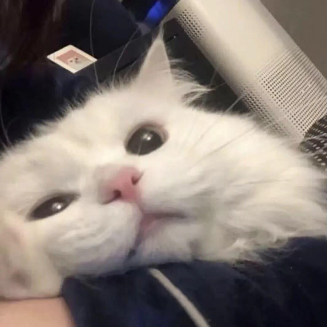 ˗ˋˏ噢耶耶ˎˊ˗