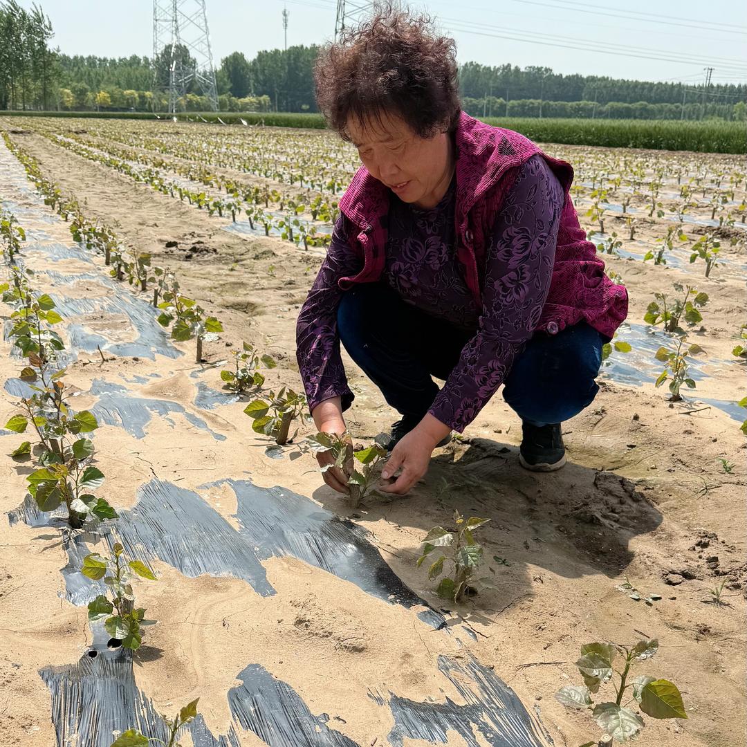 大王农业种植 自家杨树苗