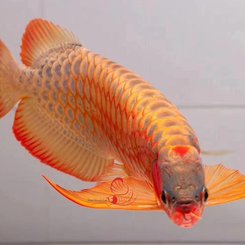 ღ᭄ꦿ纳尼⁵²º࿐