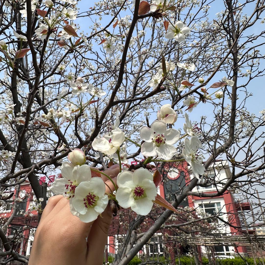 魁哥（首播 8:20）