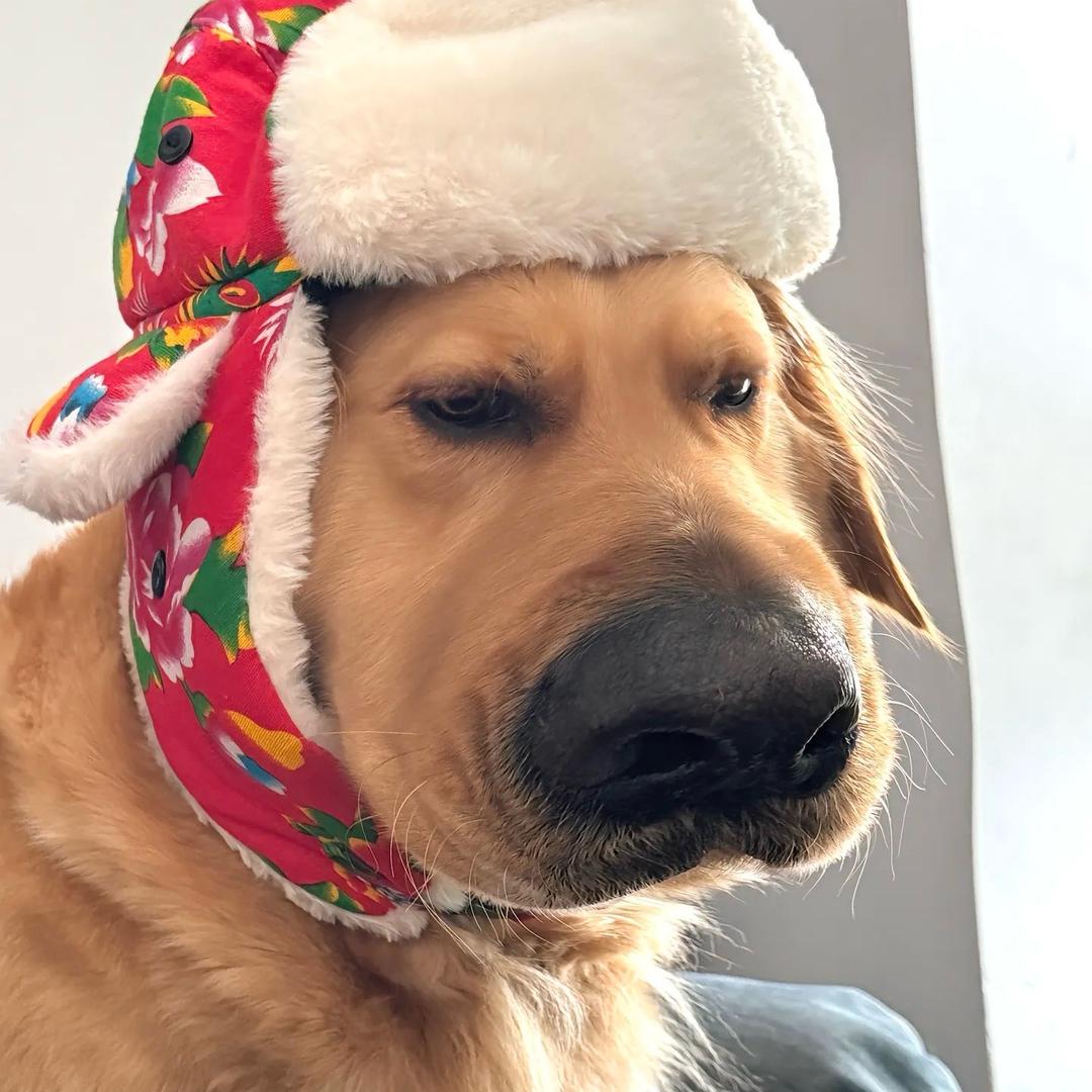 不爱喝牛奶的奶牛