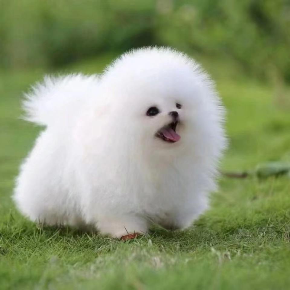 小可爱博美