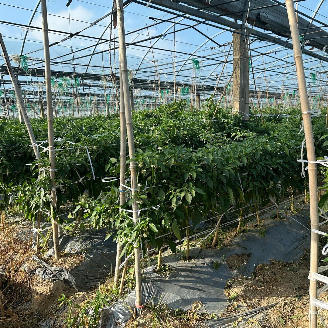 一口甜香蕉