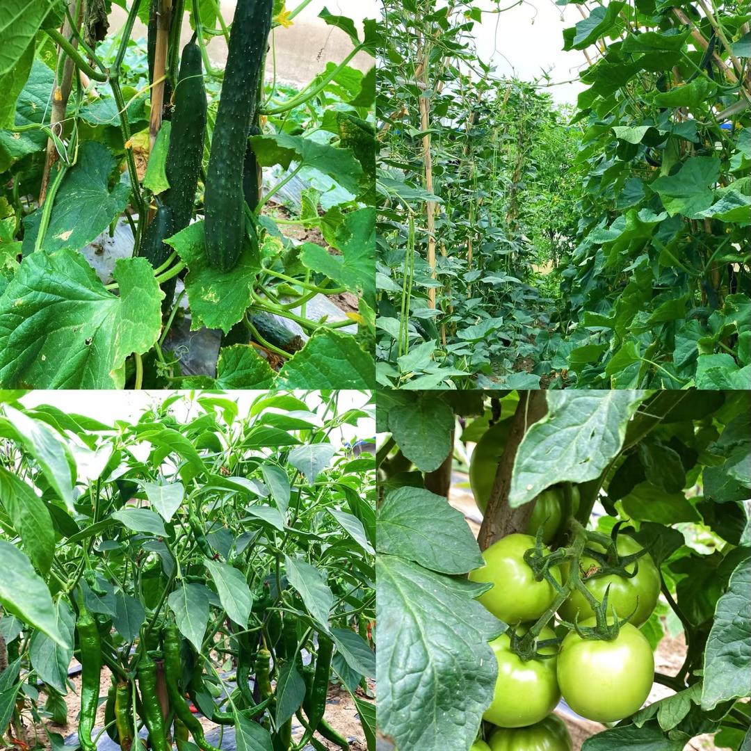 蔬菜种植技巧