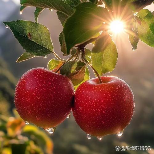💞ᭁ🍅柿柿💞如意