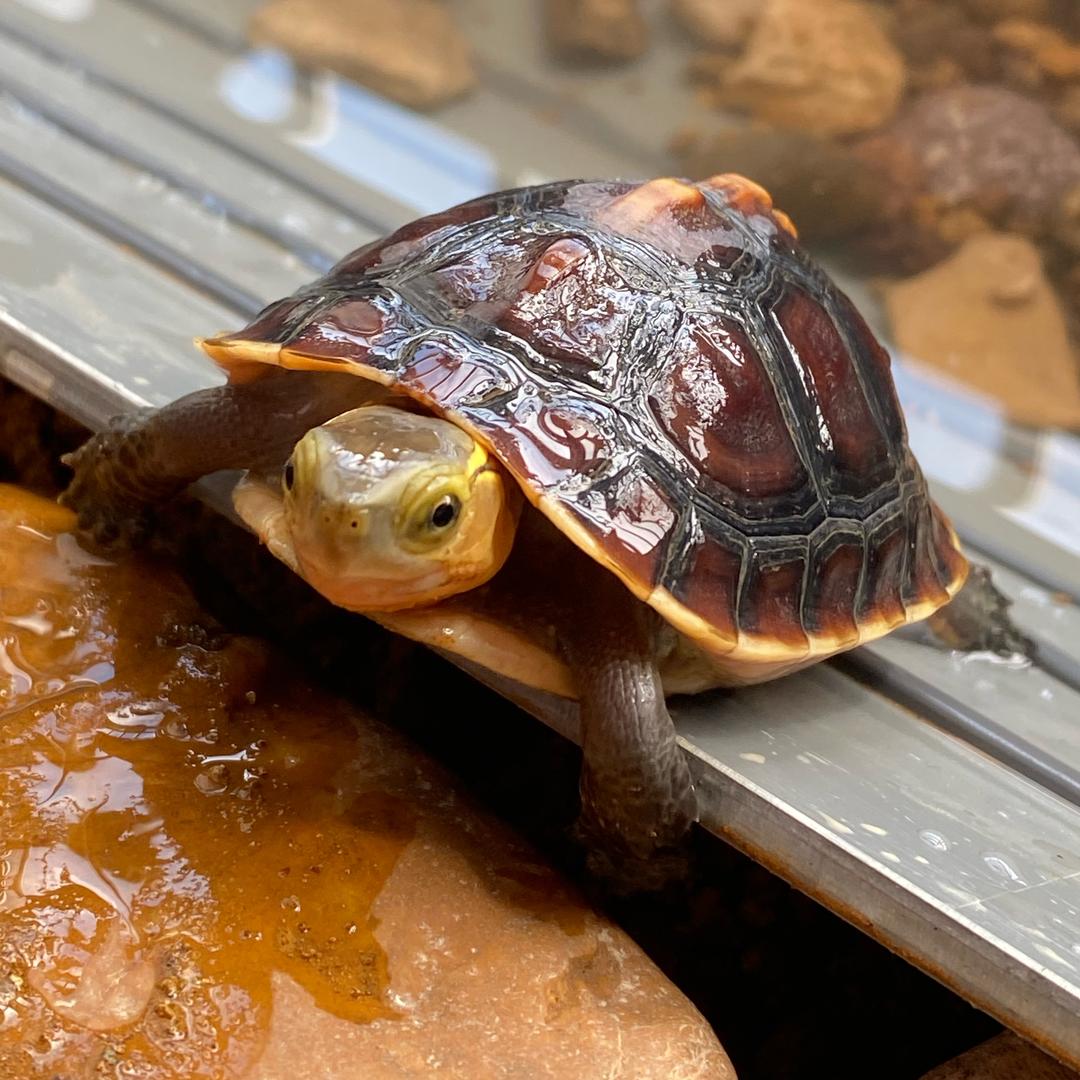 缘龟之家