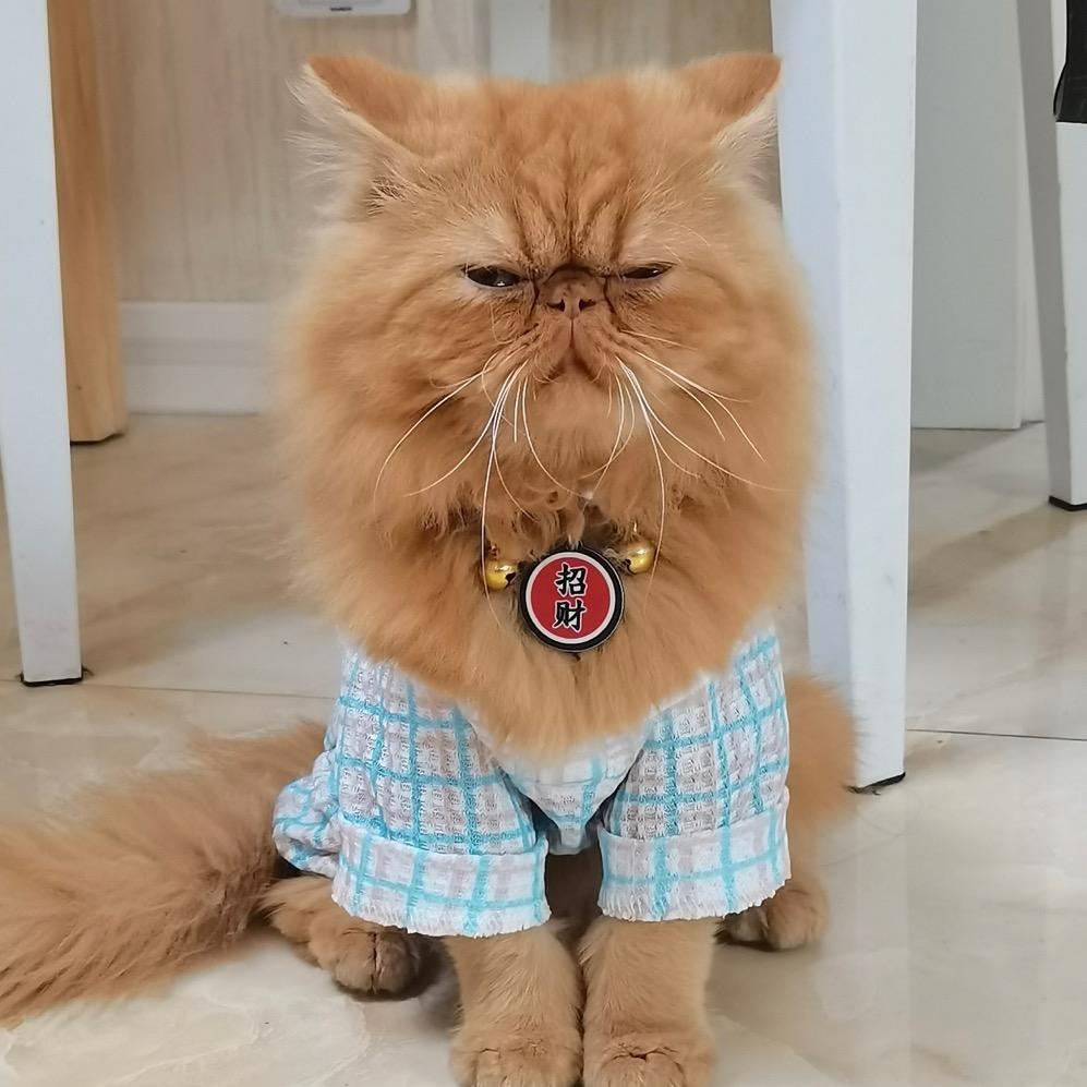 猫了个喵