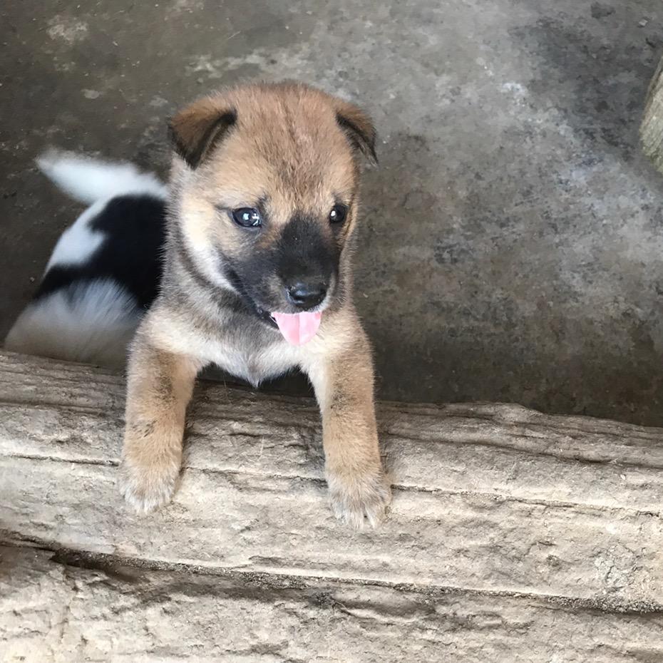熊